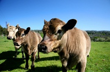 Cow and two calves