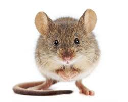 Get Best Pest Control Services In Waltham Forest To Eradicat Unwelcomed Pests