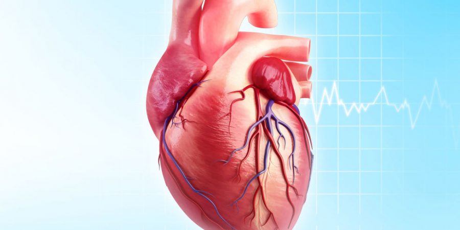 All You Need To Know About The Causes, Symptoms, Treatment, And Prevention Of Heart Diseases