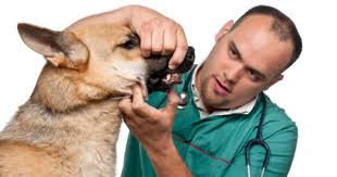 5 Step Procedure For Applying Pet Insurance