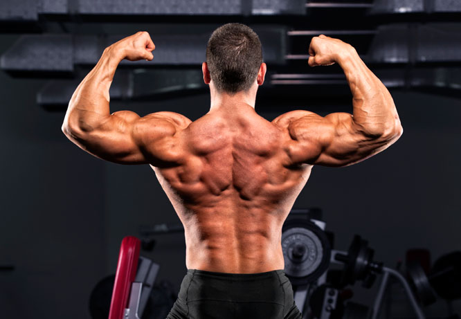 Muscle Growth With Trenbolone Acetate Cycle