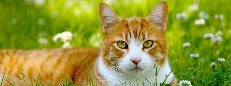 cat_in_grass-960×360