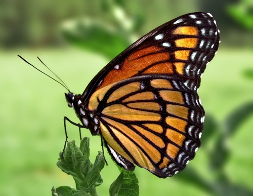 Things You May Not Know About Butterfly Wings