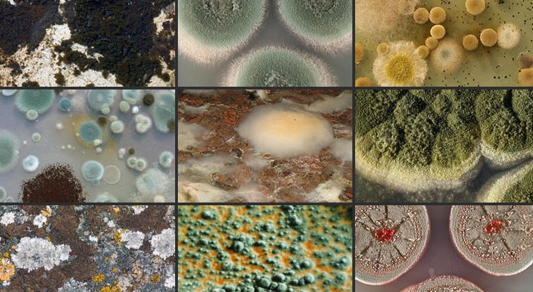 common-types-of-mold