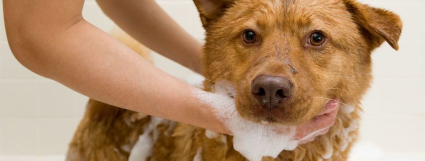 3090267 – dog in bathtub while owner washing.