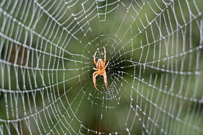5 Tips For Controlling Spiders In Your House